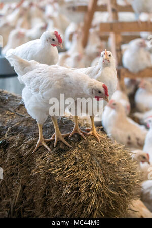 10. Januar 2018, Deutschland, Selow: Vier Wochen alten 'Bruderhaehne' (lit Bruder Hähne), die männlichen Geschwister der Legehennen, in einer Scheune an der Hufe 8 Organic Farm. Foto: Jens Büttner/dpa-Zentralbild/ZB Stockfoto