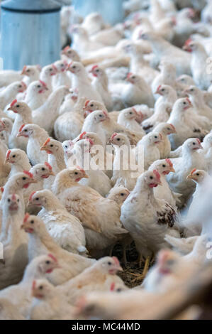 10. Januar 2018, Deutschland, Selow: Vier Wochen alten 'Bruderhaehne' (lit Bruder Hähne), die männlichen Geschwister der Legehennen, in einer Scheune an der Hufe 8 Organic Farm. Foto: Jens Büttner/dpa-Zentralbild/ZB Stockfoto