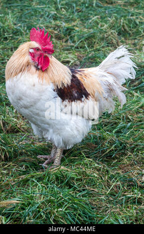 10. Januar 2018, Deutschland, Selow: ein Hahn in eines der Felder für Hühner in die Hufe 8 Organic Farm. Foto: Jens Büttner/dpa-Zentralbild/ZB Stockfoto