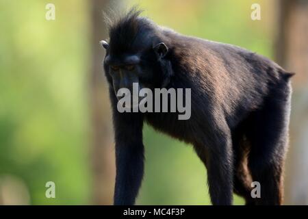 Nahaufnahme, Porträt einer celebes crested Makaken (Macaca nigra) Stockfoto