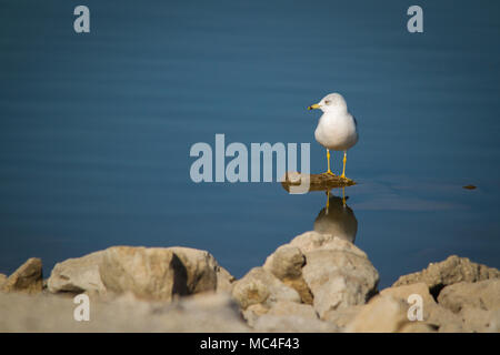 Ring-billed Gull auf einem Felsen thront. Stockfoto