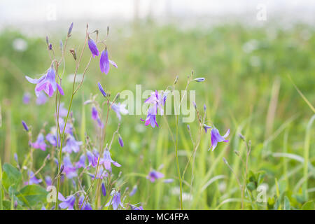 Wild Bluebells Feld, isolierten Blick auf die Landschaft, getönt Stockfoto