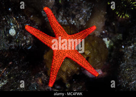 Eine helle rote Seesterne, Fromia sp., kriecht über den Meeresboden in der Lembeh Strait, Indonesien. Stockfoto