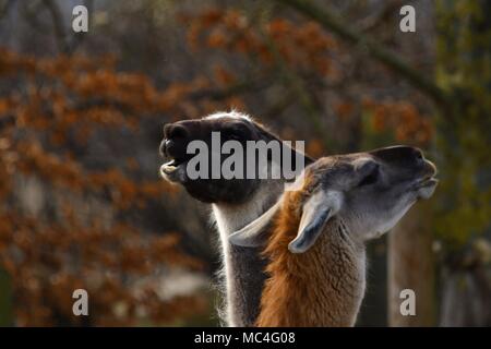 Lama glama, Lama Alpaka - Porträt von niedlichen Lamas Stockfoto