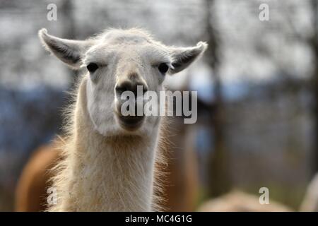 Lama glama, Lama Alpaka - Porträt von niedlichen Lamas Stockfoto