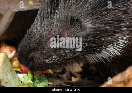 Krümmungsanalyse mit Stacheln Krümmungsanalyse mit Stacheln - Die prickliest von Nagetieren, obwohl der lateinische Name bedeutet "lagerträger Schwein." Stockfoto