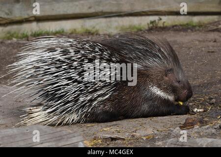 Krümmungsanalyse mit Stacheln Krümmungsanalyse mit Stacheln - Die prickliest von Nagetieren, obwohl der lateinische Name bedeutet "lagerträger Schwein." Stockfoto