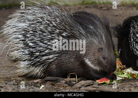 Krümmungsanalyse mit Stacheln Krümmungsanalyse mit Stacheln - Die prickliest von Nagetieren, obwohl der lateinische Name bedeutet "lagerträger Schwein." Stockfoto