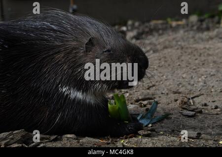 Krümmungsanalyse mit Stacheln Krümmungsanalyse mit Stacheln - Die prickliest von Nagetieren, obwohl der lateinische Name bedeutet "lagerträger Schwein." Stockfoto