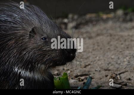 Krümmungsanalyse mit Stacheln Krümmungsanalyse mit Stacheln - Die prickliest von Nagetieren, obwohl der lateinische Name bedeutet "lagerträger Schwein." Stockfoto