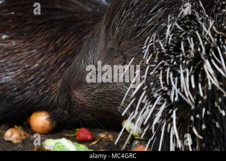 Krümmungsanalyse mit Stacheln Krümmungsanalyse mit Stacheln - Die prickliest von Nagetieren, obwohl der lateinische Name bedeutet "lagerträger Schwein." Stockfoto