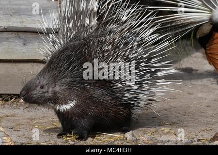 Krümmungsanalyse mit Stacheln Krümmungsanalyse mit Stacheln - Die prickliest von Nagetieren, obwohl der lateinische Name bedeutet "lagerträger Schwein." Stockfoto