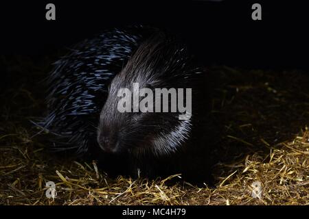 Krümmungsanalyse mit Stacheln Krümmungsanalyse mit Stacheln - Die prickliest von Nagetieren, obwohl der lateinische Name bedeutet "lagerträger Schwein." Stockfoto