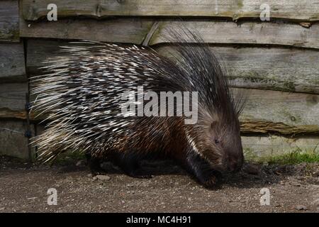 Krümmungsanalyse mit Stacheln Krümmungsanalyse mit Stacheln - Die prickliest von Nagetieren, obwohl der lateinische Name bedeutet "lagerträger Schwein." Stockfoto