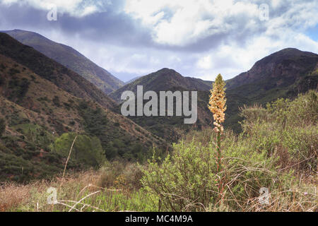 Yucca Pflanze Blüte in den Vordergrund der Medjeska Canyon mit den Santa Ana Mountains und der Cleveland National Forest Kalifornien in den Hintergrund. Stockfoto