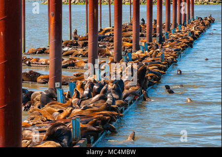 Kalifornien Dichtungen Stapel auf Docks auf dem Columbia River in Astoria, Oregon. Stockfoto