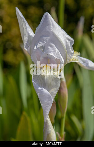 "Florentina" Tall Bearded Iris, Skäggiris (Iris germanica) Stockfoto