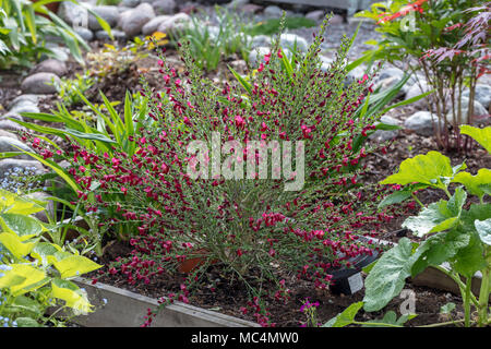 'Boskoop Ruby' cytisus Ginster, Hollänsk ginst (Cytisus × boskoopii) Stockfoto