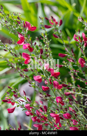 'Boskoop Ruby' cytisus Ginster, Hollänsk ginst (Cytisus × boskoopii) Stockfoto