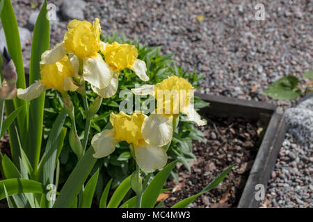 'Helge' Intermediate bärtigen Iris, Skäggiris (Iris germanica) Stockfoto