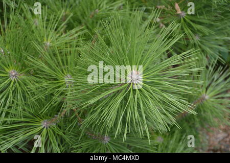 Nahaufnahme von einem japanischen Pine Tree Stockfoto