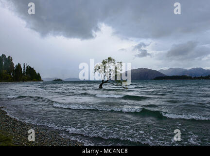Der berühmte Baum, Wanaka Lake Wanaka, Neuseeland Stockfoto