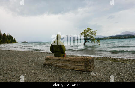 Der berühmte Baum, Wanaka Lake Wanaka, Neuseeland Stockfoto