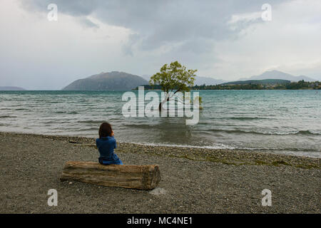Der berühmte Baum, Wanaka Lake Wanaka, Neuseeland Stockfoto
