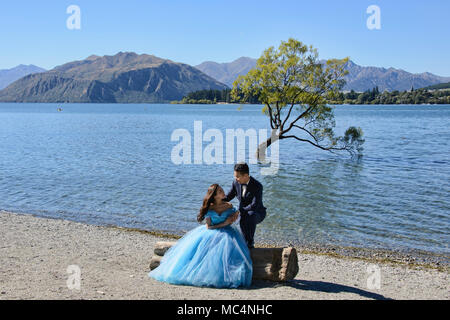 Der berühmte Baum, Wanaka Lake Wanaka, Neuseeland Stockfoto