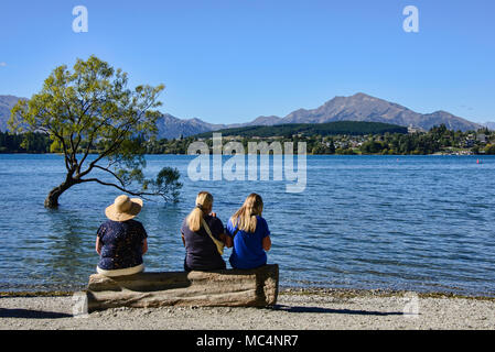 Der berühmte Baum, Wanaka Lake Wanaka, Neuseeland Stockfoto