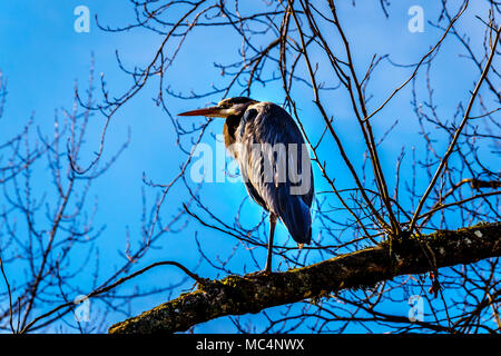 Junge Great Blue Heron sitzen auf Ast in Pitt-Addington Marsh bei Pitt Lake in der Nähe von Maple Ridge im Fraser Valley in British Columbia, Kanada Stockfoto