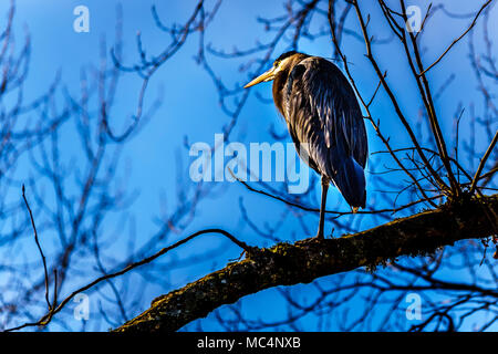 Junge Great Blue Heron sitzen auf Ast in Pitt-Addington Marsh bei Pitt Lake in der Nähe von Maple Ridge im Fraser Valley in British Columbia, Kanada Stockfoto