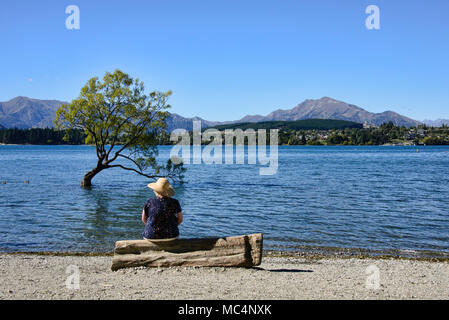 Der berühmte Baum, Wanaka Lake Wanaka, Neuseeland Stockfoto