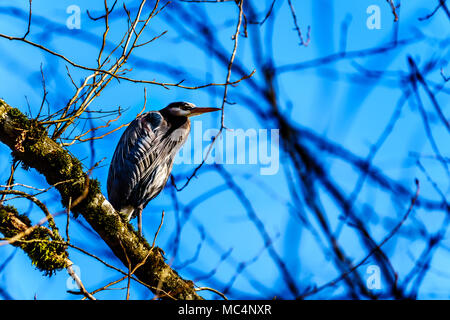 Junge Great Blue Heron sitzen auf Ast in Pitt-Addington Marsh bei Pitt Lake in der Nähe von Maple Ridge im Fraser Valley in British Columbia, Kanada Stockfoto