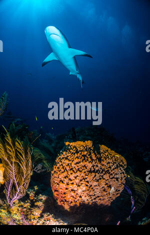 Caribbean Reef Shark rund um die Bahamas Tiger Beach Stockfoto