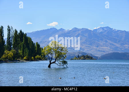 Der berühmte Baum, Wanaka Lake Wanaka, Neuseeland Stockfoto