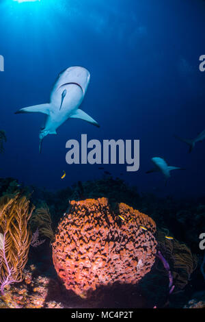 Caribbean Reef Shark rund um die Bahamas Tiger Beach Stockfoto