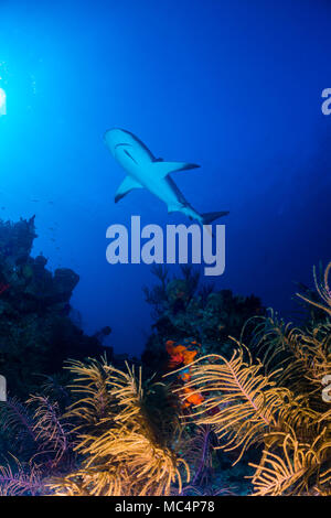 Caribbean Reef Shark rund um die Bahamas Tiger Beach Stockfoto