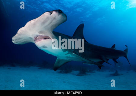 Ein großer Hammerhai um Bahamas in Tiger Beach Stockfoto