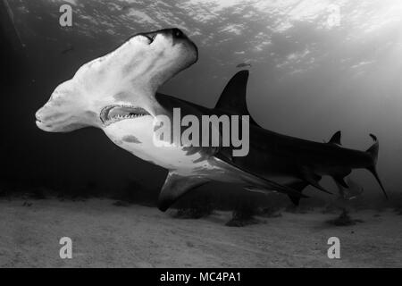 Ein großer Hammerhai um Bahamas in Tiger Beach Stockfoto