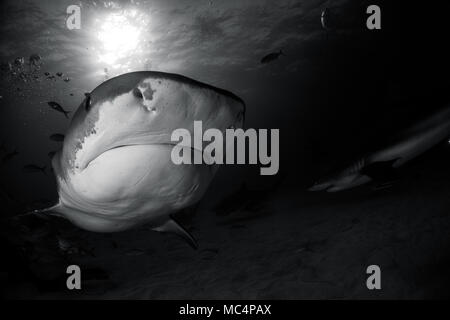 Tiger Shark um Bahamas in Tiger Beach Stockfoto