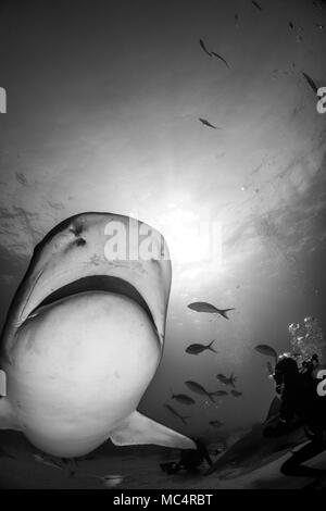 Tiger Shark um Bahamas in Tiger Beach Stockfoto