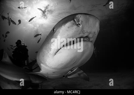 Tiger Shark um Bahamas in Tiger Beach Stockfoto