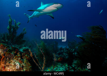 Caribbean Reef Shark rund um die Bahamas Tiger Beach Stockfoto