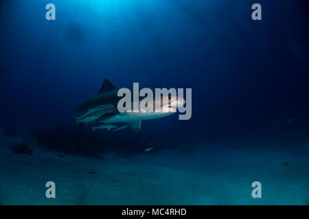 Tiger Shark um Bahamas in Tiger Beach Stockfoto