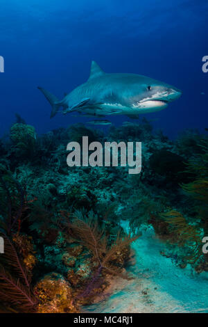 Tiger Shark um Bahamas in Tiger Beach Stockfoto