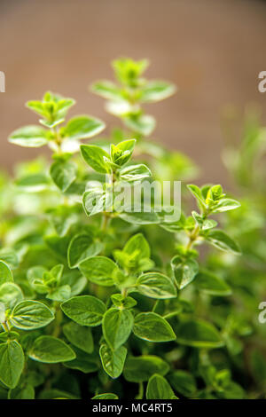 Majoran-note, mediterrane Gewürz im Frühjahr Stockfoto