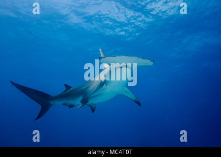 Große Hammerhai rund um die Bahamas in Bimini Stockfoto