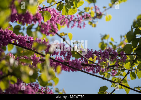 Blühende Cercis siliquastrum Zweig, Judas Baum mit rosa Blüten gegen den blauen Himmel. Stockfoto