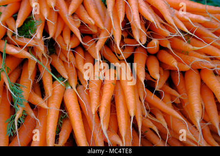 Die Karotte ist ein Wurzelgemüse, meist orange Farbe. Karotten sind eine domestizierte Form der Wilde Möhre Daucus carota Stockfoto